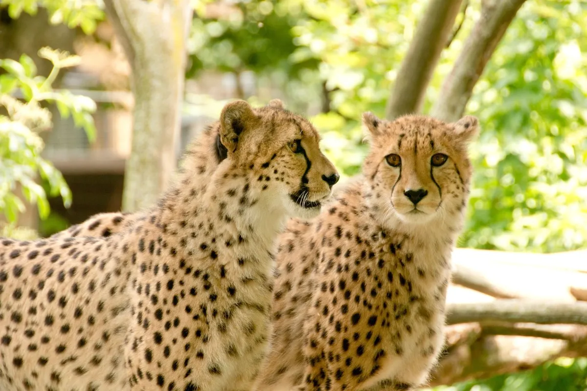 A Perfect Tour Serengeti and Ngorongoro